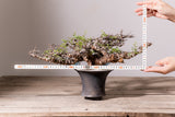 3007 - 発根済 Commiphora sp. Eyl コミフォラ・エイル