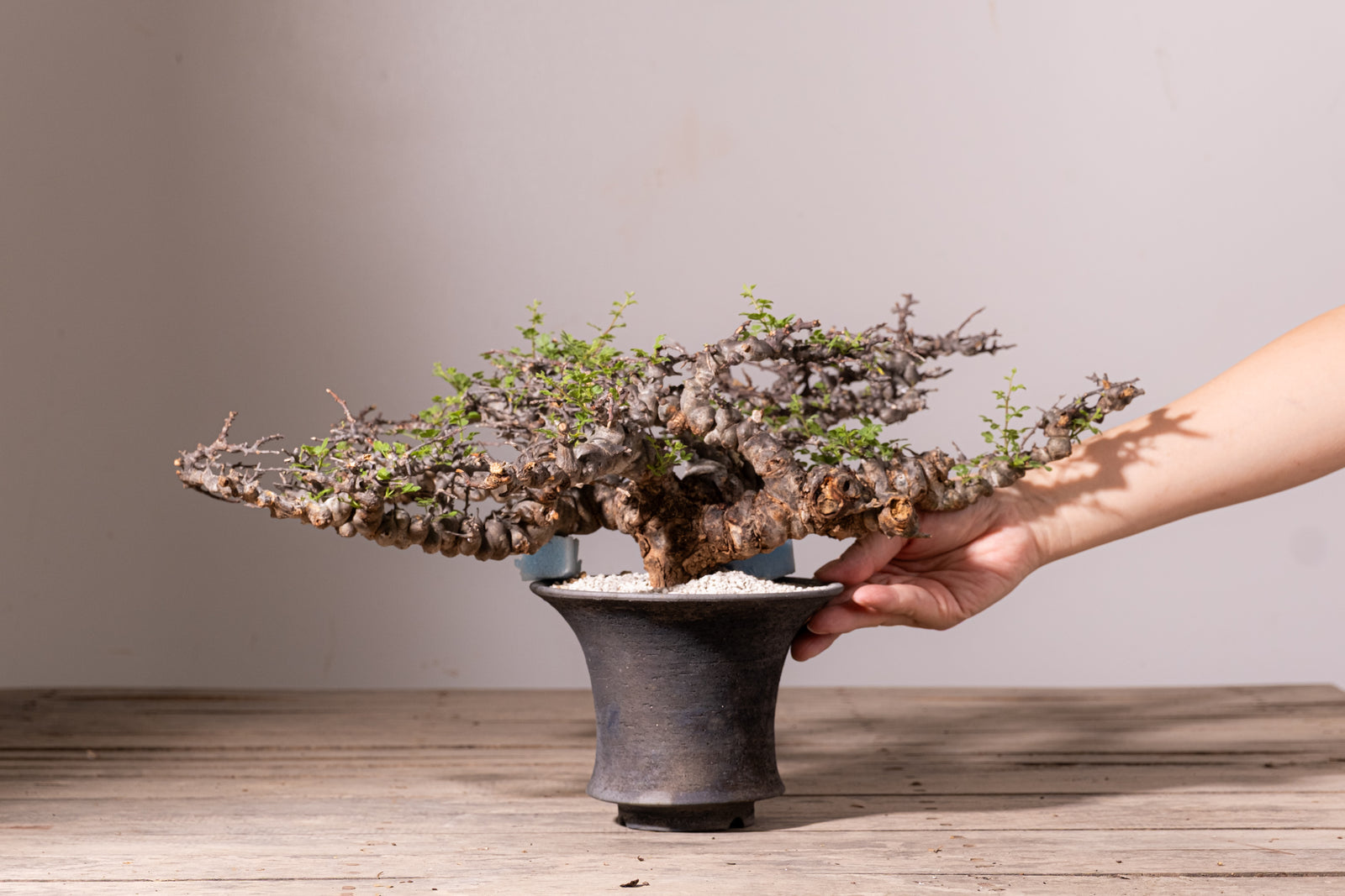3007 - 発根済 Commiphora sp. Eyl コミフォラ・エイル – KOMO