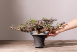 3007 - 発根済 Commiphora sp. Eyl コミフォラ・エイル