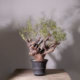 3008 発根済  commiphora orbicularis コミフォラ オルビクラリス
