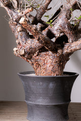 3008 発根済  commiphora orbicularis コミフォラ オルビクラリス
