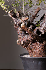 3008 発根済  commiphora orbicularis コミフォラ オルビクラリス