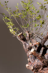 3008 発根済  commiphora orbicularis コミフォラ オルビクラリス