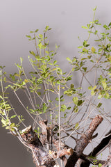 3008 発根済  commiphora orbicularis コミフォラ オルビクラリス