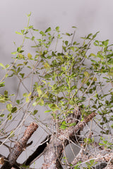 3008 発根済  commiphora orbicularis コミフォラ オルビクラリス