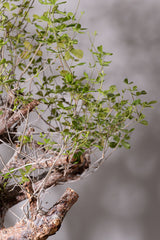 3008 発根済  commiphora orbicularis コミフォラ オルビクラリス