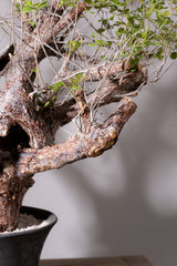 3008 発根済  commiphora orbicularis コミフォラ オルビクラリス