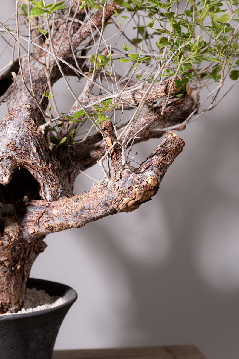 3008 発根済 commiphora orbicularis コミフォラ オルビクラリス – KOMO
