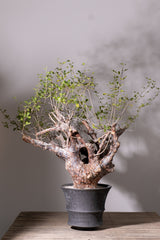 3008 発根済  commiphora orbicularis コミフォラ オルビクラリス