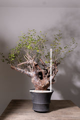 3008 発根済  commiphora orbicularis コミフォラ オルビクラリス