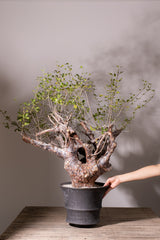 3008 発根済  commiphora orbicularis コミフォラ オルビクラリス