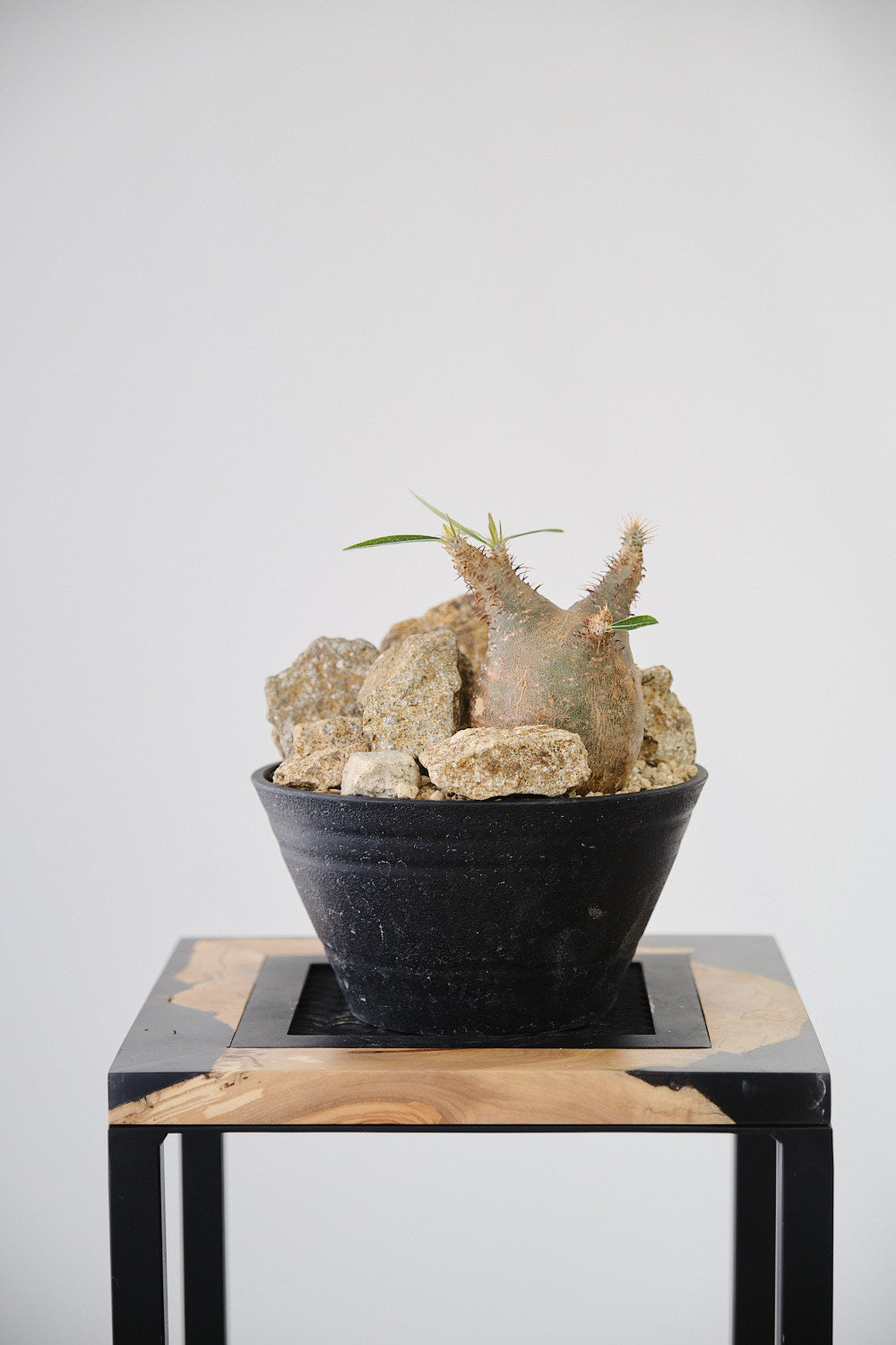 ボタナイズ コネクト パキポディウム グラキリス 【公式通販】