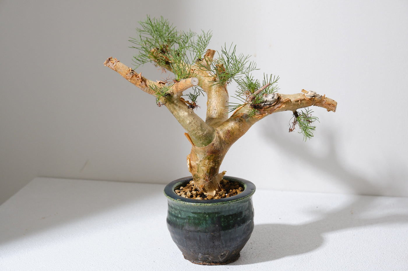 【実生】コミフォラ フォリアセア(Commiphora foliacea) やややや | . Commiphora foliacea 良き☺️ . #plants #caudex