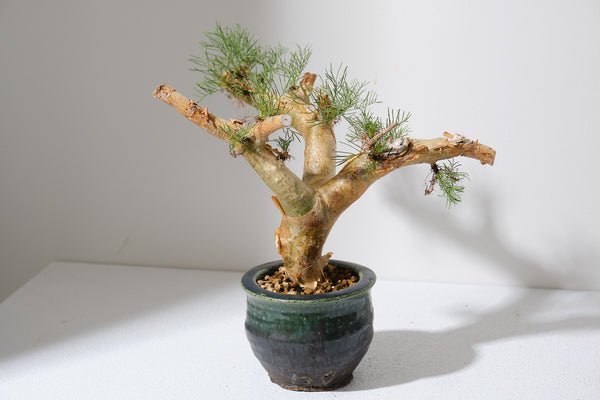 K1 コミフォラ クラウセリアナ／Commiphora kraeuseliana