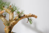 K1 コミフォラ クラウセリアナ／Commiphora kraeuseliana