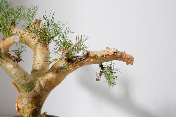K1 コミフォラ クラウセリアナ／Commiphora kraeuseliana