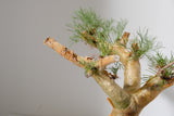 K1 コミフォラ クラウセリアナ／Commiphora kraeuseliana