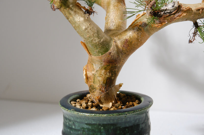 K1 コミフォラ クラウセリアナ／Commiphora kraeuseliana
