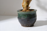 K1 コミフォラ クラウセリアナ／Commiphora kraeuseliana