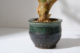 K1 コミフォラ クラウセリアナ／Commiphora kraeuseliana