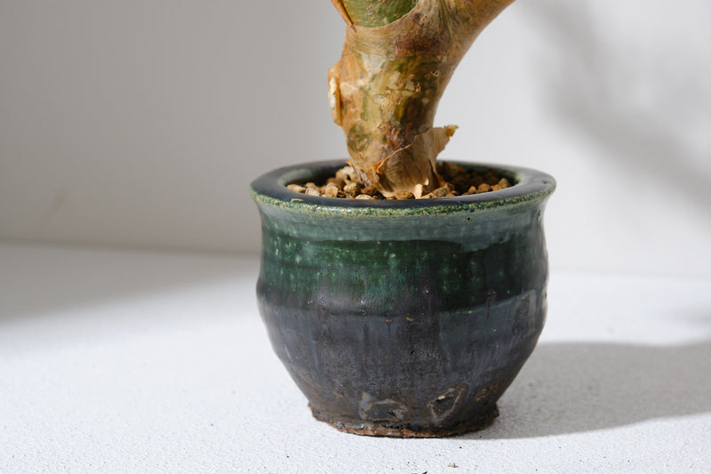 K1 コミフォラ クラウセリアナ／Commiphora kraeuseliana