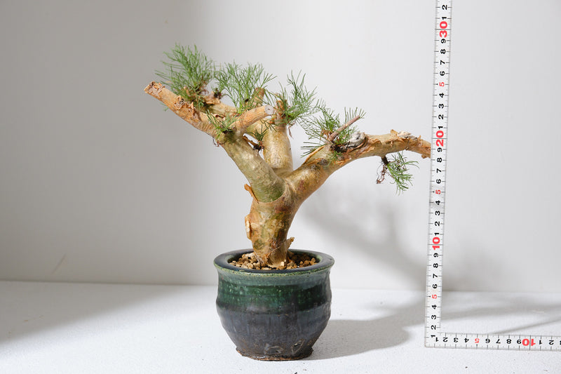 K1 コミフォラ クラウセリアナ／Commiphora kraeuseliana
