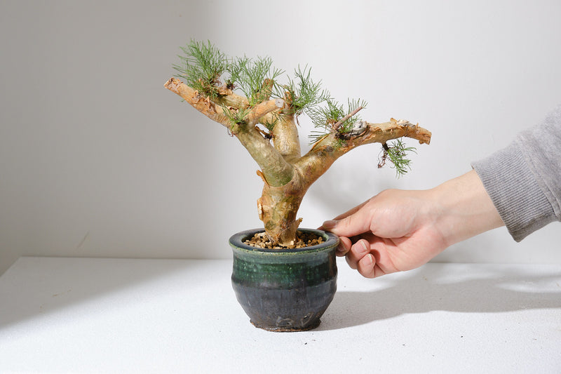 K1 コミフォラ クラウセリアナ／Commiphora kraeuseliana