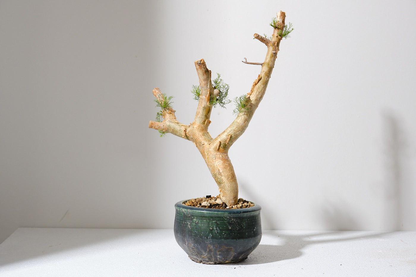 Commiphora kraeuseliana コミフォラ クラウセリアナ K1 コミフォラ クラウセリアナ／Commiphora kraeuseliana – KOMO
