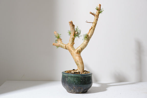 K2 コミフォラ クラウセリアナ／Commiphora kraeuseliana