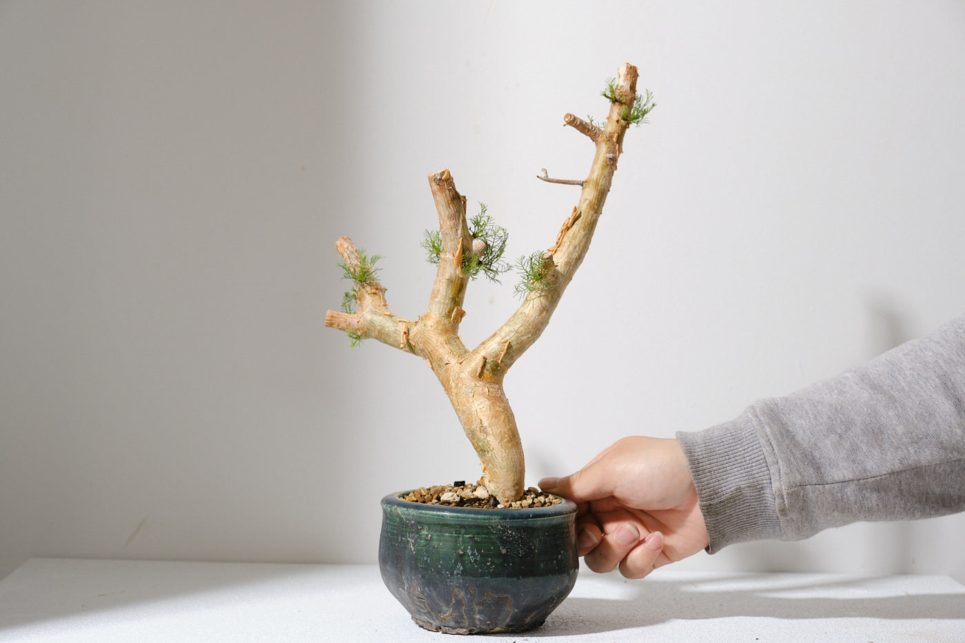 Quesnelia liboniana 子株一つ Quesnelia liboniana 子株一つ Quesnelia liboniana 子株一つ