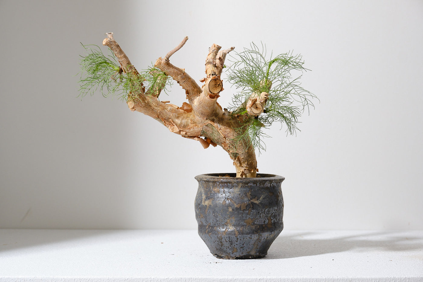 K3 コミフォラ クラウセリアナ／Commiphora kraeuseliana – KOMO