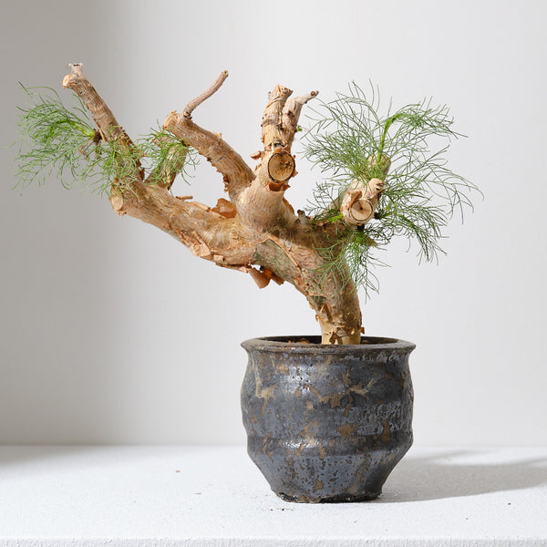 コミフォラ　クラウセリアナ K3 コミフォラ クラウセリアナ／Commiphora kraeuseliana – KOMO