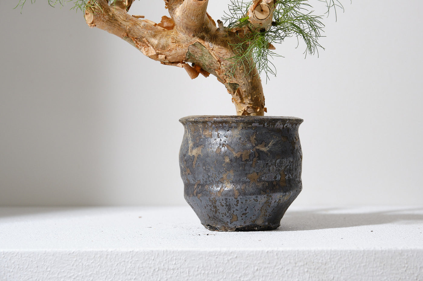 超特大 発根済 希少 コミフォラ クラウセリアナ 現地球 現地株 灌木 発根済