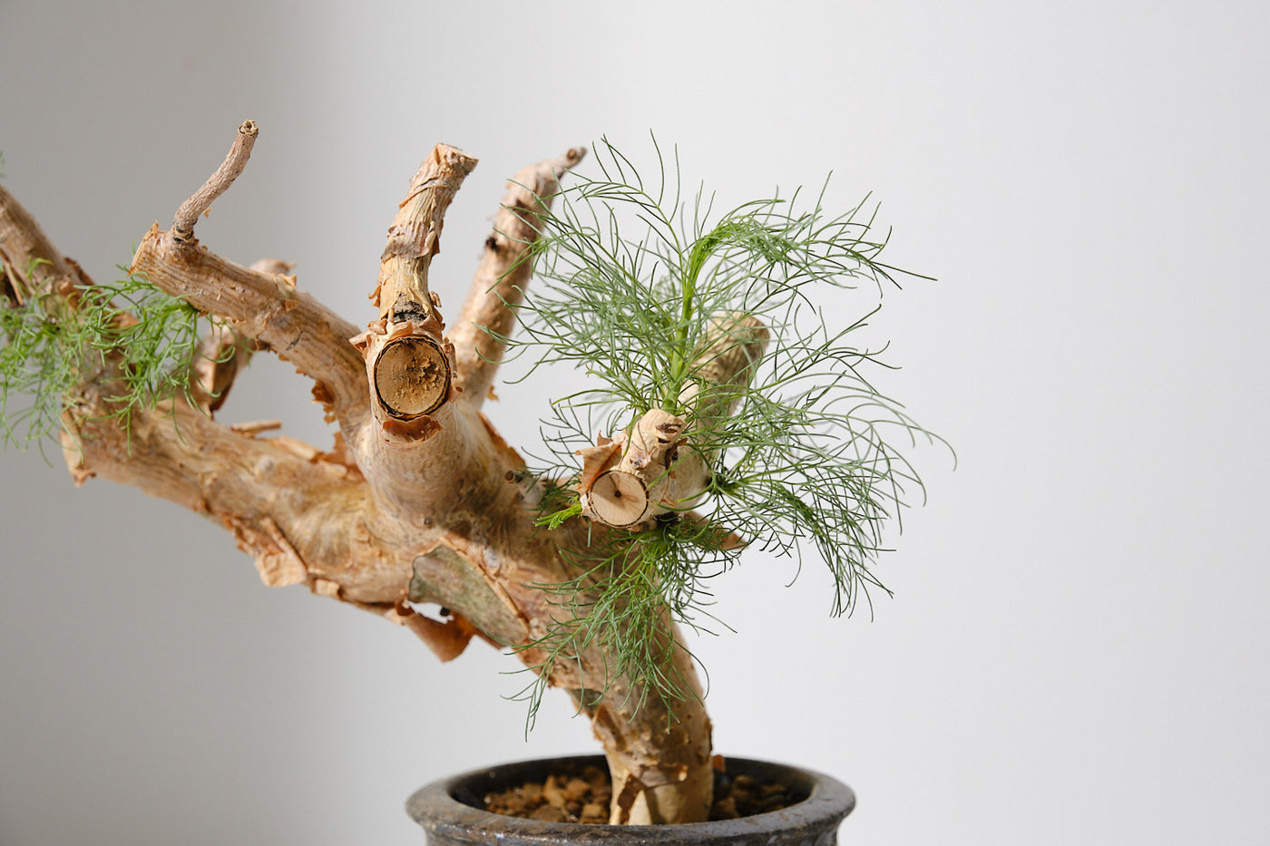 K3 コミフォラ クラウセリアナ／Commiphora kraeuseliana – KOMO