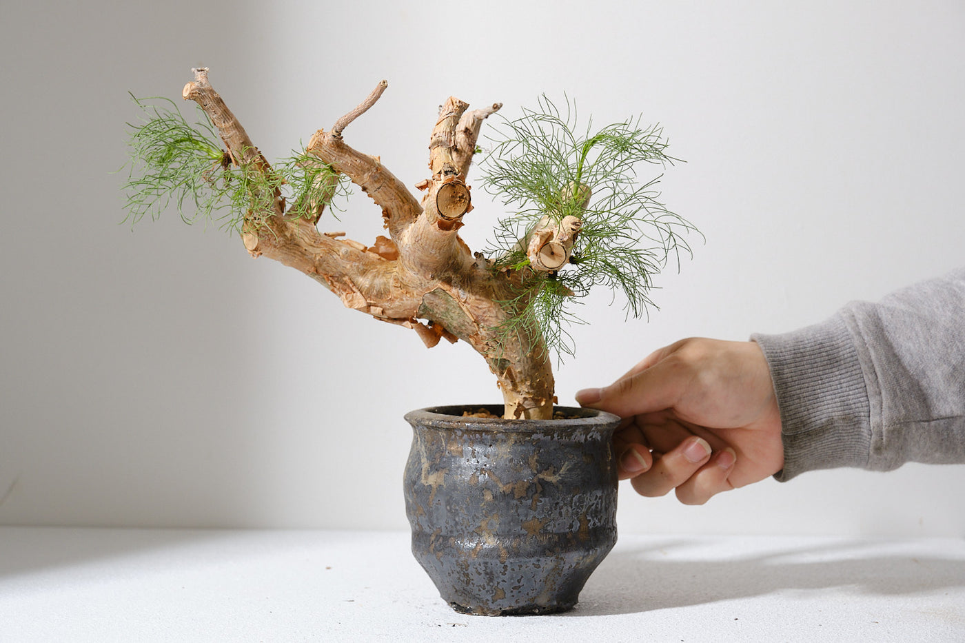 コミフォラ　pv2597 commiphora pv 2597 コミフォラ sp PV2597 Commiphora sp.PV2597 - Special Plants Gallery