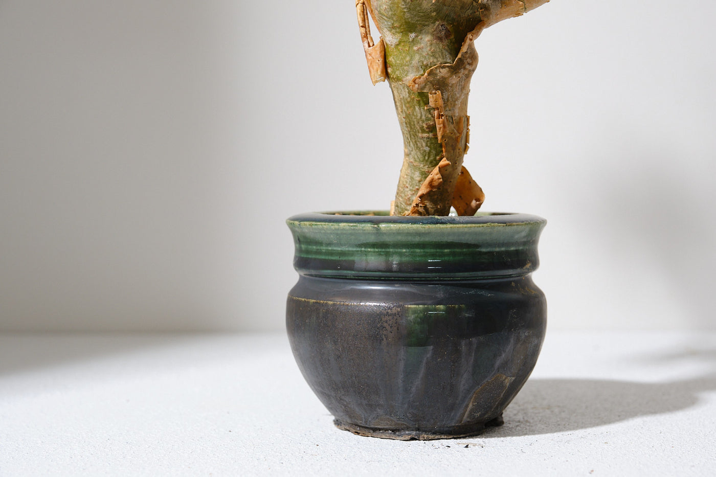 k4 コミフォラ クラウセリアナ／Commiphora kraeuseliana – KOMO