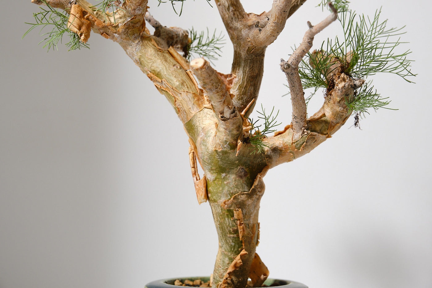 Commiphora kraeuseliana コミフォラ クラウセリアナ k4 コミフォラ クラウセリアナ／Commiphora kraeuseliana – KOMO