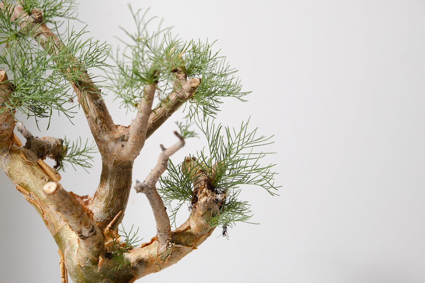 Commiphora kraeuseliana コミフォラ クラウセリアナ コミフォラ クラウセリアナ／Commiphora kraeuseliana no.62