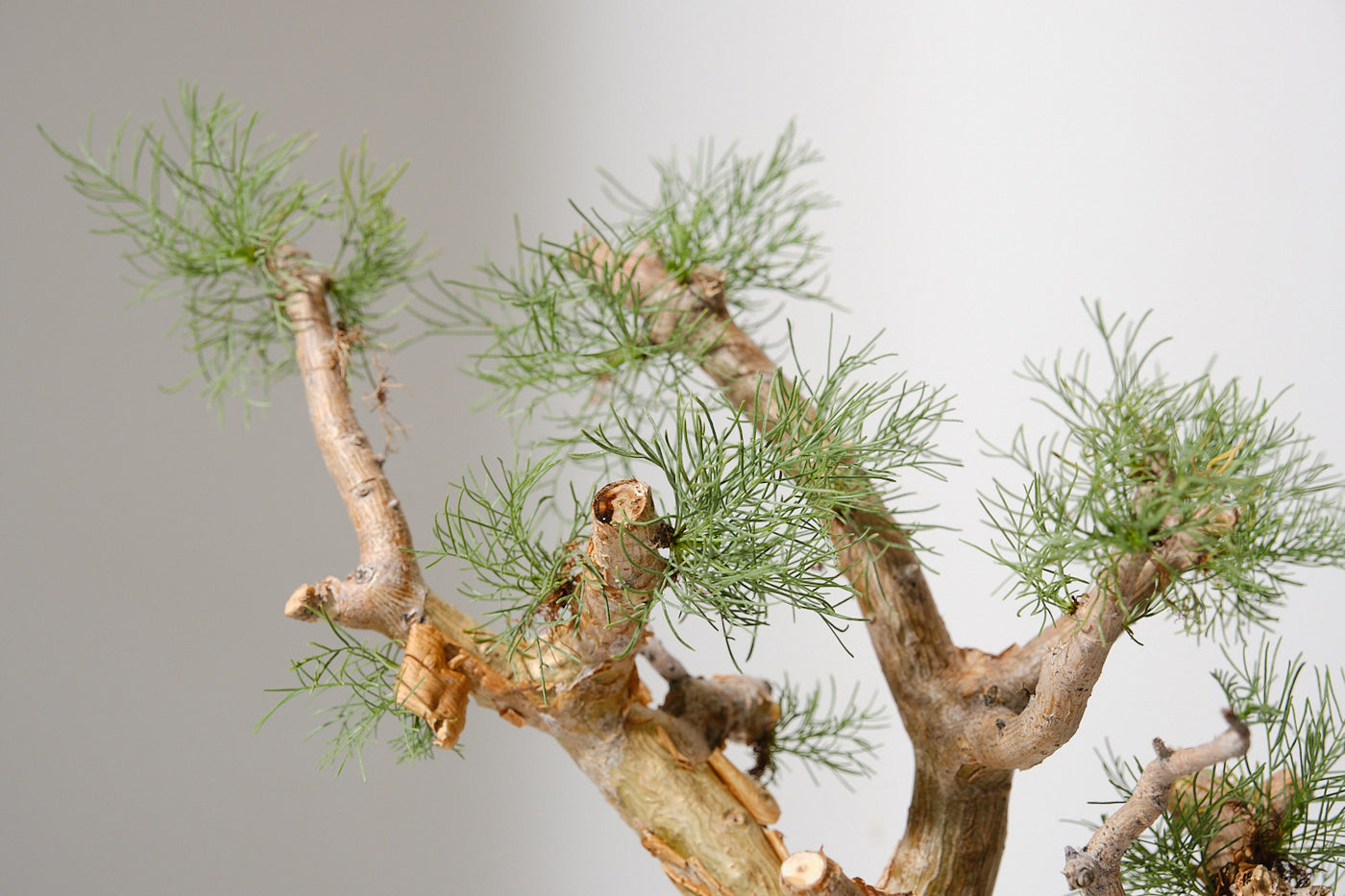 k4 コミフォラ クラウセリアナ／Commiphora kraeuseliana – KOMO