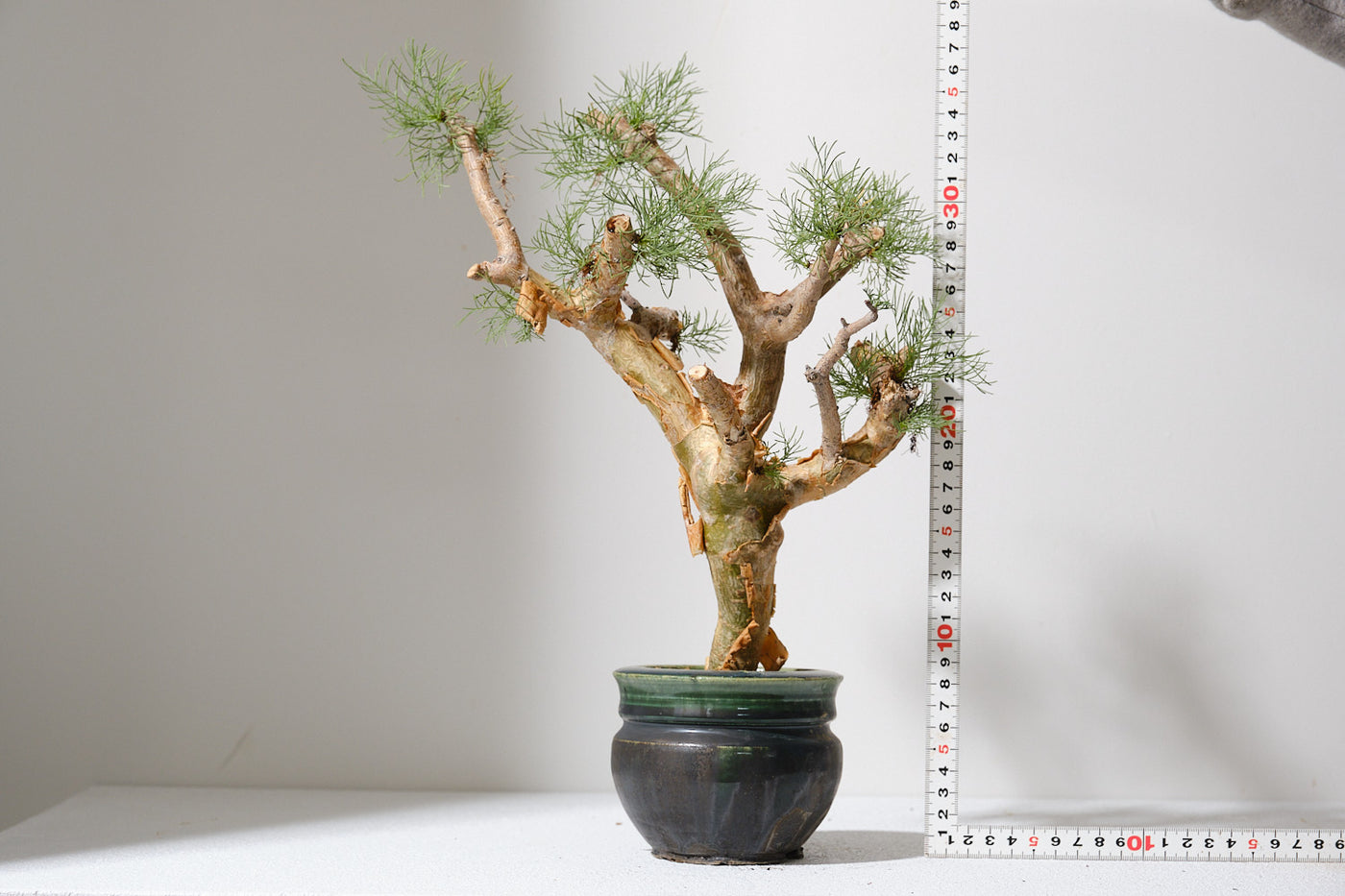 コミフォラ　クラウセリアナ DSCF4471_1400x.jpg?v=1745653150