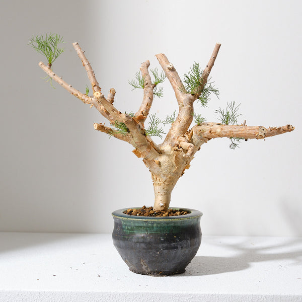 コミフォラ クラウゼリアナ k4 コミフォラ クラウセリアナ／Commiphora kraeuseliana – KOMO