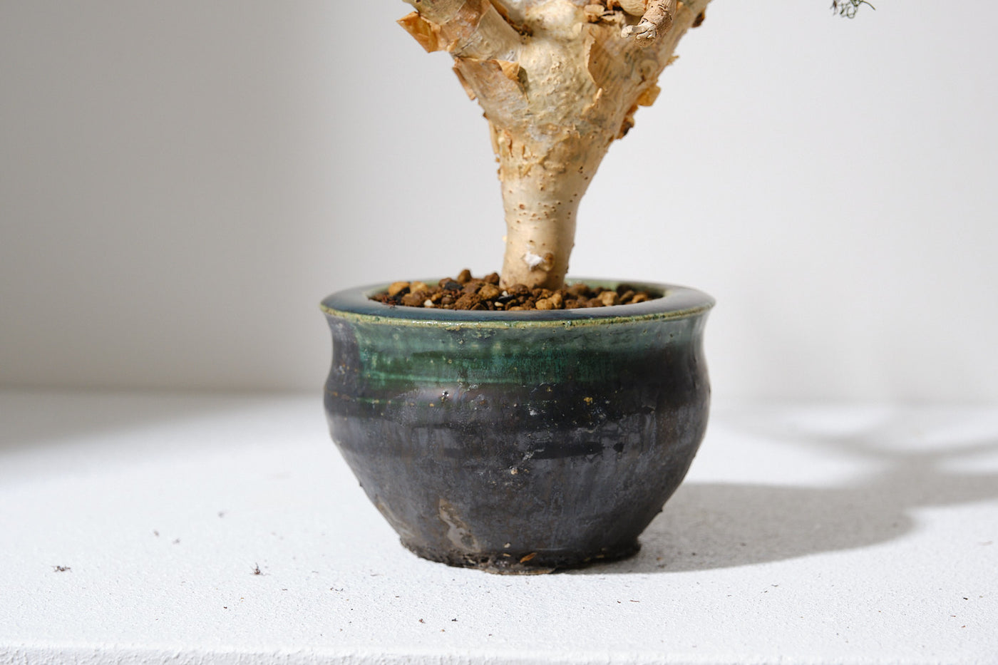 Commiphora kraeuseliana コミフォラ クラウセリアナ コミフォラ クラウセリアナ／Commiphora kraeuseliana no.62