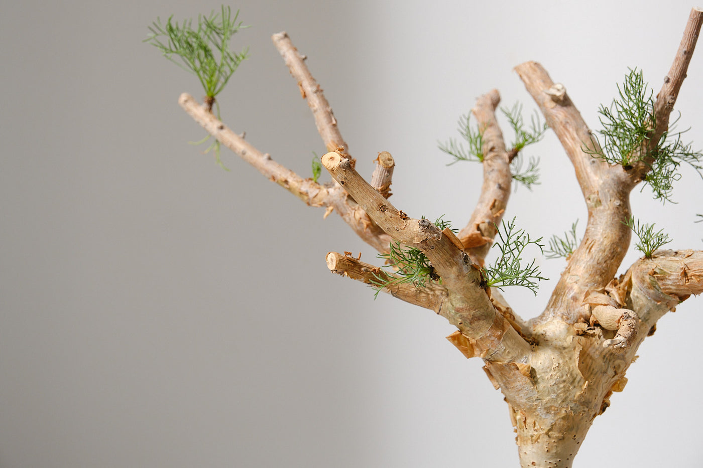 Commiphora kraeuseliana コミフォラ クラウセリアナ コミフォラ クラウセリアナ／Commiphora kraeuseliana no.62