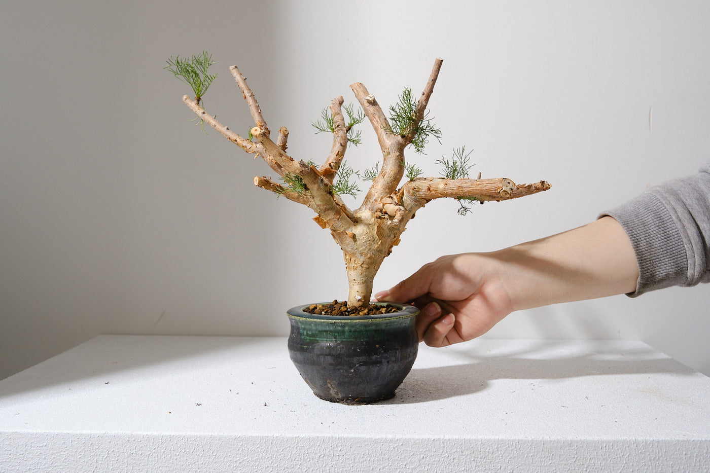 Commiphora kraeuseliana コミフォラ クラウセリアナ コミフォラ クラウセリアナ／Commiphora kraeuseliana no.62