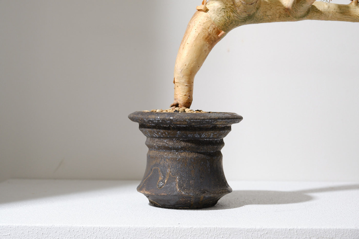 K6 コミフォラ クラウセリアナ／Commiphora kraeuseliana – KOMO