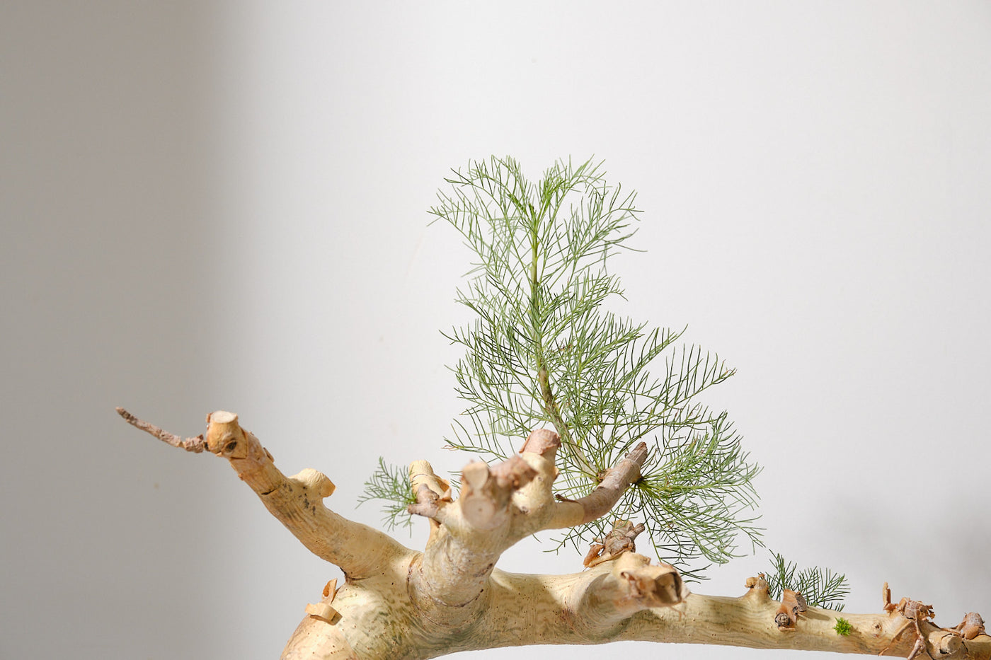 K6 コミフォラ クラウセリアナ／Commiphora kraeuseliana – KOMO