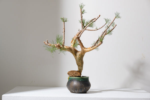 K7 コミフォラ クラウセリアナ／Commiphora kraeuseliana