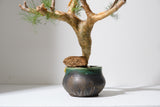 K7 コミフォラ クラウセリアナ／Commiphora kraeuseliana