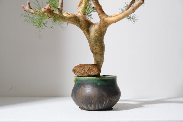 K7 コミフォラ クラウセリアナ／Commiphora kraeuseliana