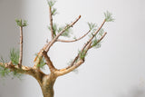 K7 コミフォラ クラウセリアナ／Commiphora kraeuseliana